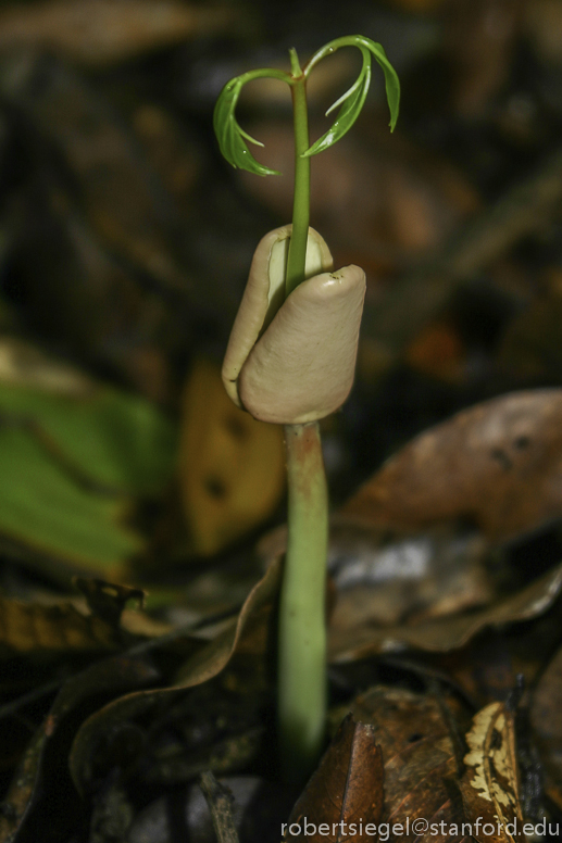 borneo